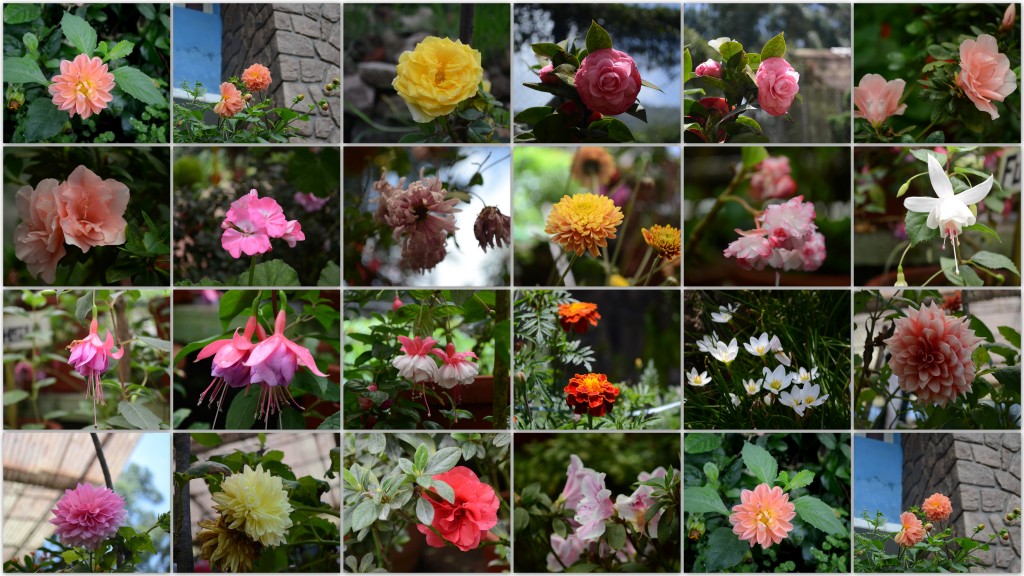 flowers collage